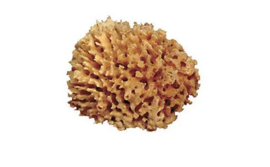 Natural Sea Sponge